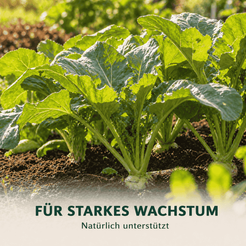 Brennnesseljauche 5L naturtrüb – Pflanzenstärkungsmittel | Ceres-Up